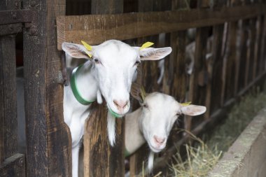 Keçi bir hayvan istikrarlı