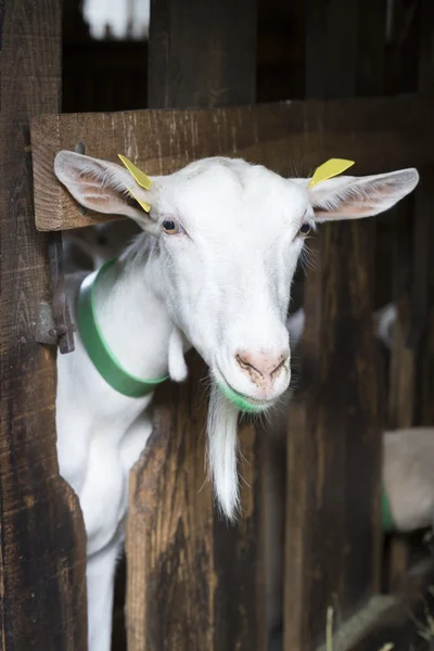 Goat in an animal stable — Stock Photo, Image