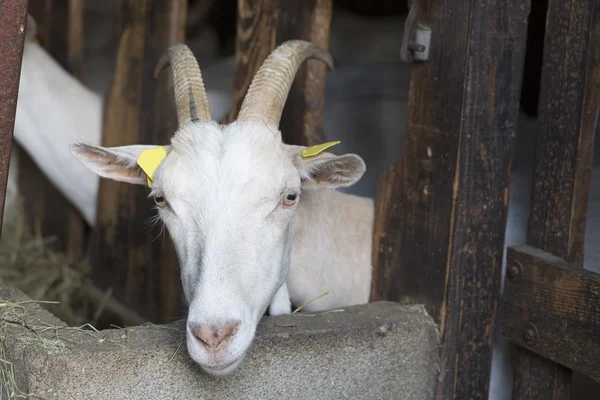 Goat in an animal stable — Stock Photo, Image