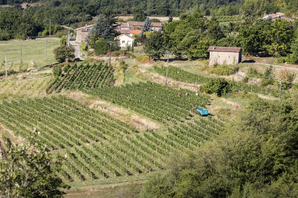 Winnice w okręgu Ardeche, Francja — Zdjęcie stockowe