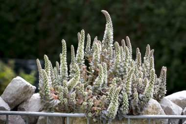 Orostachys Iwarenge bitki dışarıda bahçede