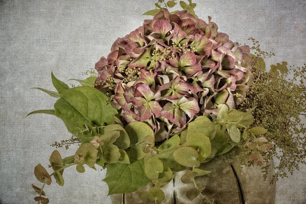 Hortensia bloem in een vaas, ribbels en noppen — Stockfoto