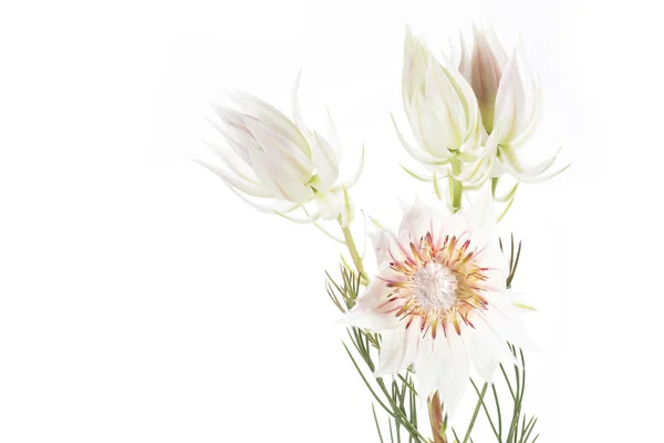 Serruria florida or Pride of Franschhoek flower on white background — Stock Photo, Image