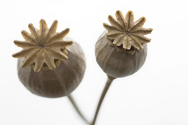 Droge poppy bloemen close-up, geïsoleerd — Stockfoto