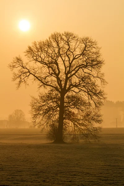 Arbre sans feuilles dans le brouillard du matin en Bavière rurale, Allemagne — Photo