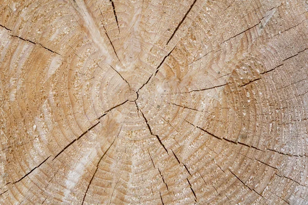 Baumstammquerschnitt mit Jahresringen — Stockfoto