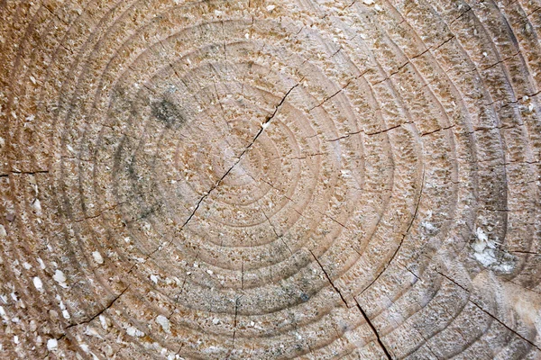 Sección transversal del tronco del árbol con anillos anuales — Foto de Stock