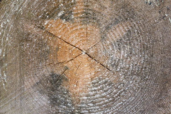 Baumstammquerschnitt mit Jahresringen — Stockfoto