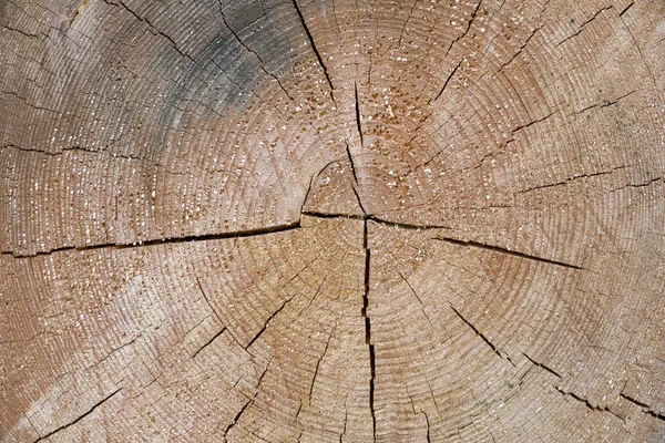 Sección transversal del tronco del árbol con anillos anuales — Foto de Stock