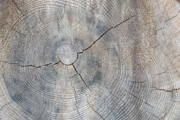 Sección transversal del tronco del árbol con anillos anuales — Foto de Stock