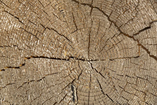 Baumstammquerschnitt mit Jahresringen — Stockfoto