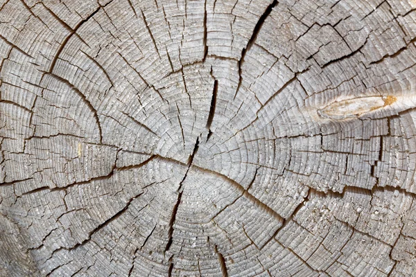 Sección transversal del tronco del árbol con anillos anuales — Foto de Stock