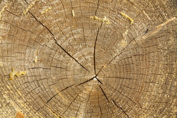 Trädstam tvärsnitt med årliga ringar — Stockfoto