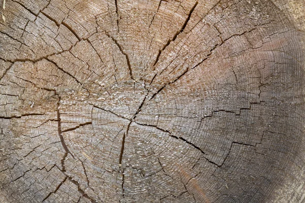 Sezione tronco d'albero con anelli annuali — Foto Stock