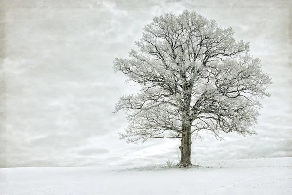 Één boom in de winter bedekt met rijm — Stockfoto