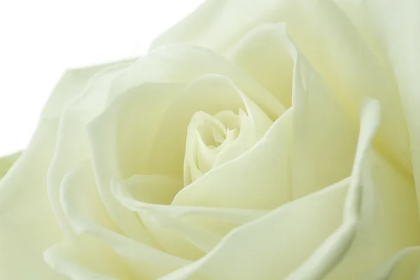 Creamy white rose, closeup — Stock Photo, Image