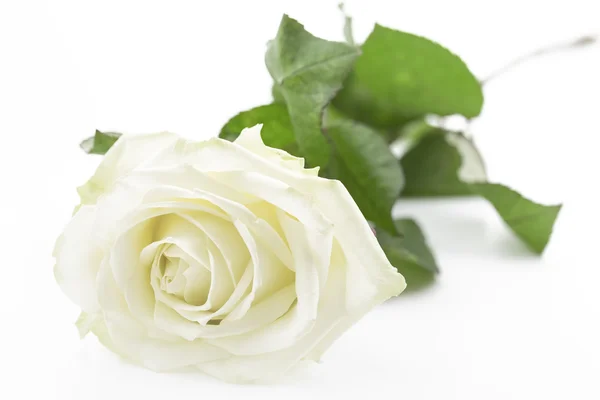 Creamy white rose, closeup, lying on white — Stock Photo, Image