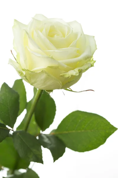 Creamy white rose, closeup, standing — Stock Photo, Image
