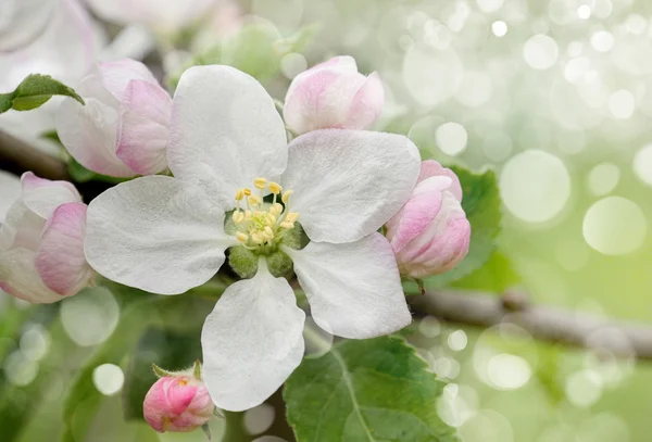 Kvetoucí jabloně na jaře. — Stock fotografie