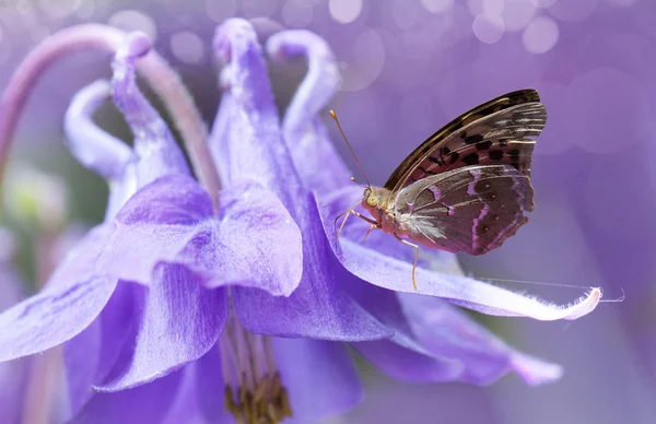 Zvonek bell-fower softfocus — Stock fotografie