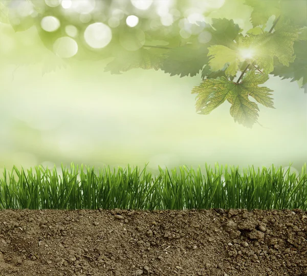 Зеленая трава в грязи — стоковое фото
