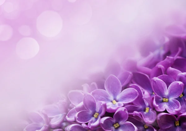 Primavera lilás flores violetas — Fotografia de Stock