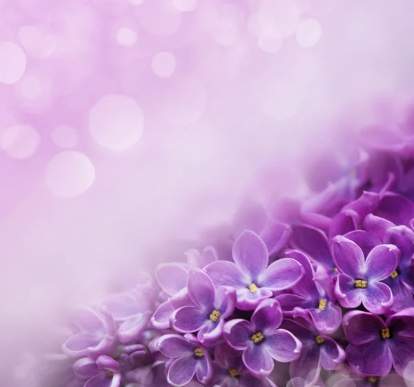 Spring lilac violet flowers — Stock Photo, Image