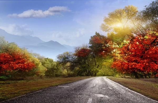 Road, asphalt, autumn — Stock Photo, Image