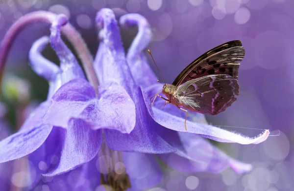 Motýl na květu zvonku — Stock fotografie