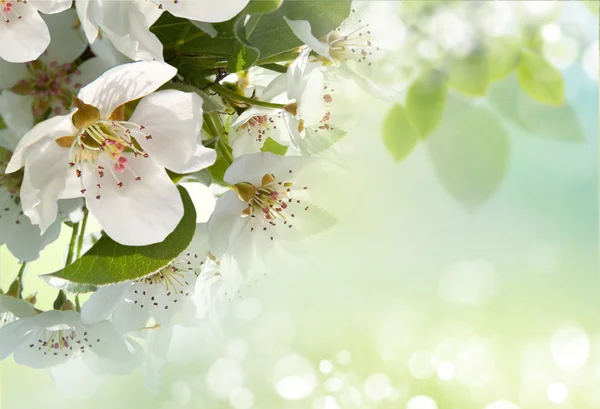 Mooie sneeuwklokjes op groene achtergrond — Stockfoto