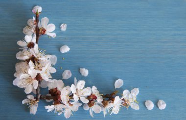 çiçekli kayısı dalı