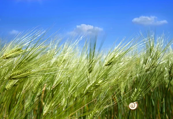 Green wheat against the sky — Stock Photo, Image