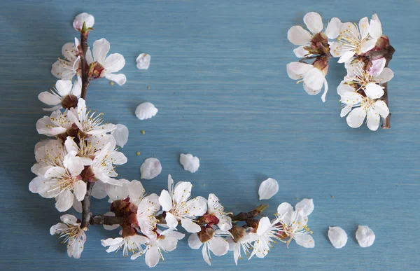 Branche d'abricot avec fleurs — Photo