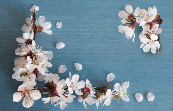 Ramo di albicocca con fiori — Foto Stock