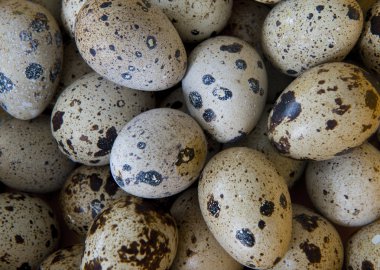 Bıldırcın yumurta yakın çekim