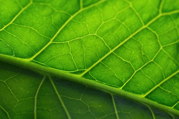 Zbliżenie zielony liść jako tło — Zdjęcie stockowe