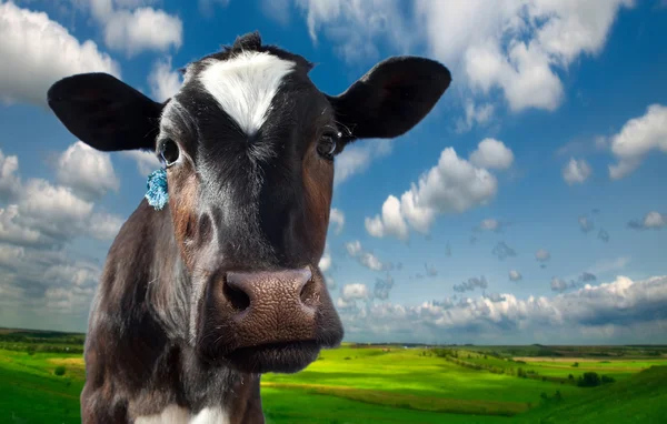 Uma vaca fechar em um prado perto da casa do fazendeiro — Fotografia de Stock