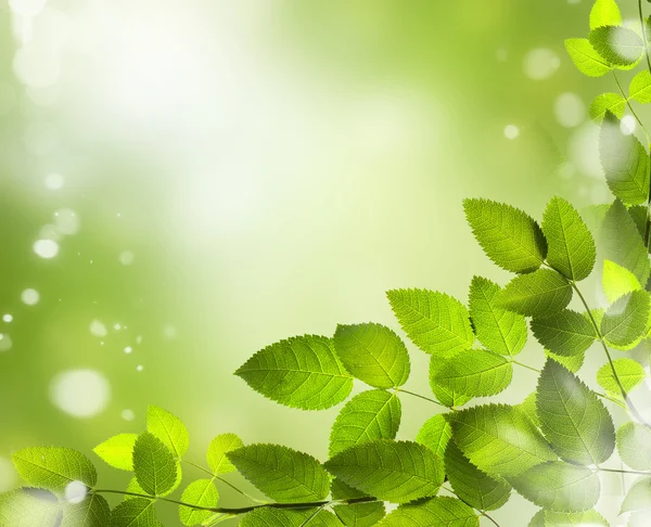 Våren eller sommaren abstrakt bakgrund med bokeh lampor. — Stockfoto