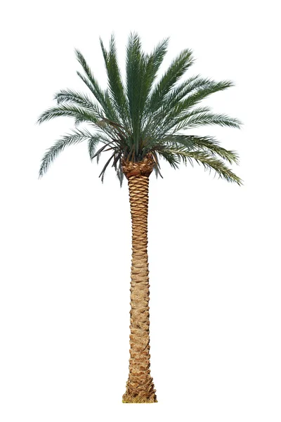 Odizolowana palma — Zdjęcie stockowe