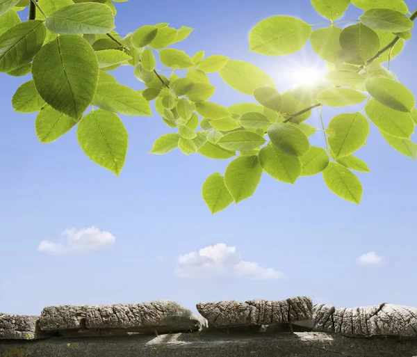 背景散景 — 图库照片