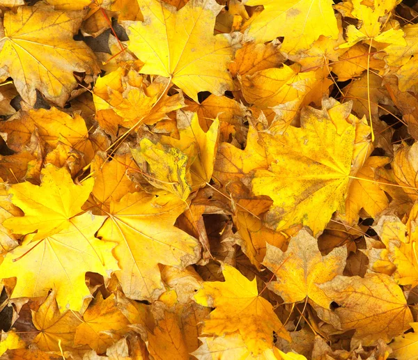 Yellow leaves, — Stock Photo, Image