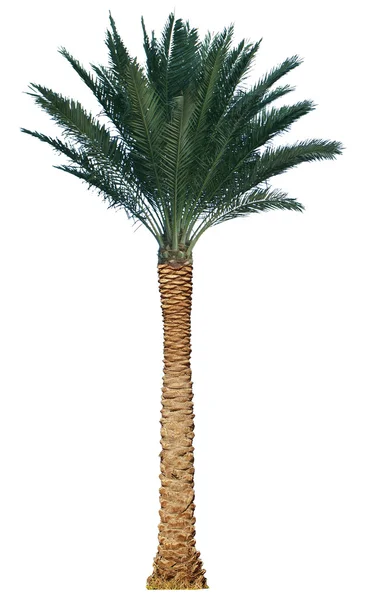 Palm tree isolated on white background — Stock Photo, Image