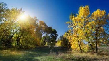sonbahar manzarası. yol