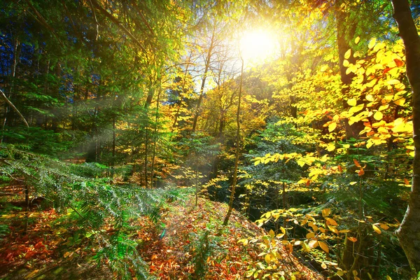 Árboles del bosque otoñal . — Foto de Stock