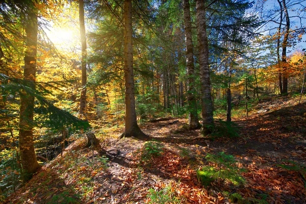 Autumn forest trees. — Stock Photo, Image