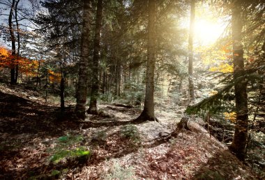 sonbahar Orman ağaçları.