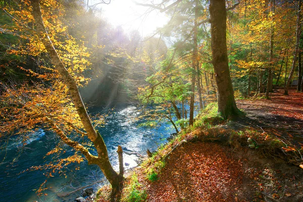 Herfstbos — Stockfoto