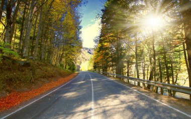 Altın sonbahar ormanında yol. 