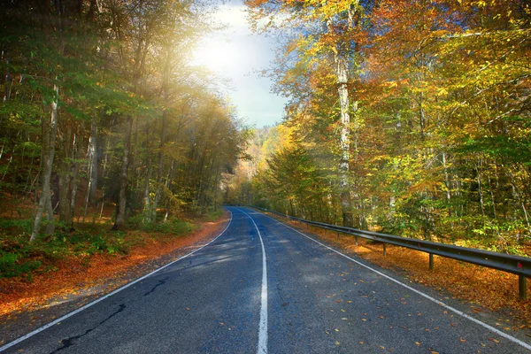 Strada forestale — Foto Stock