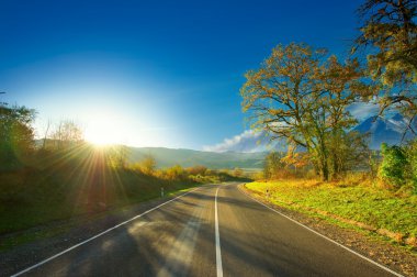 Ormanda asfalt yol .